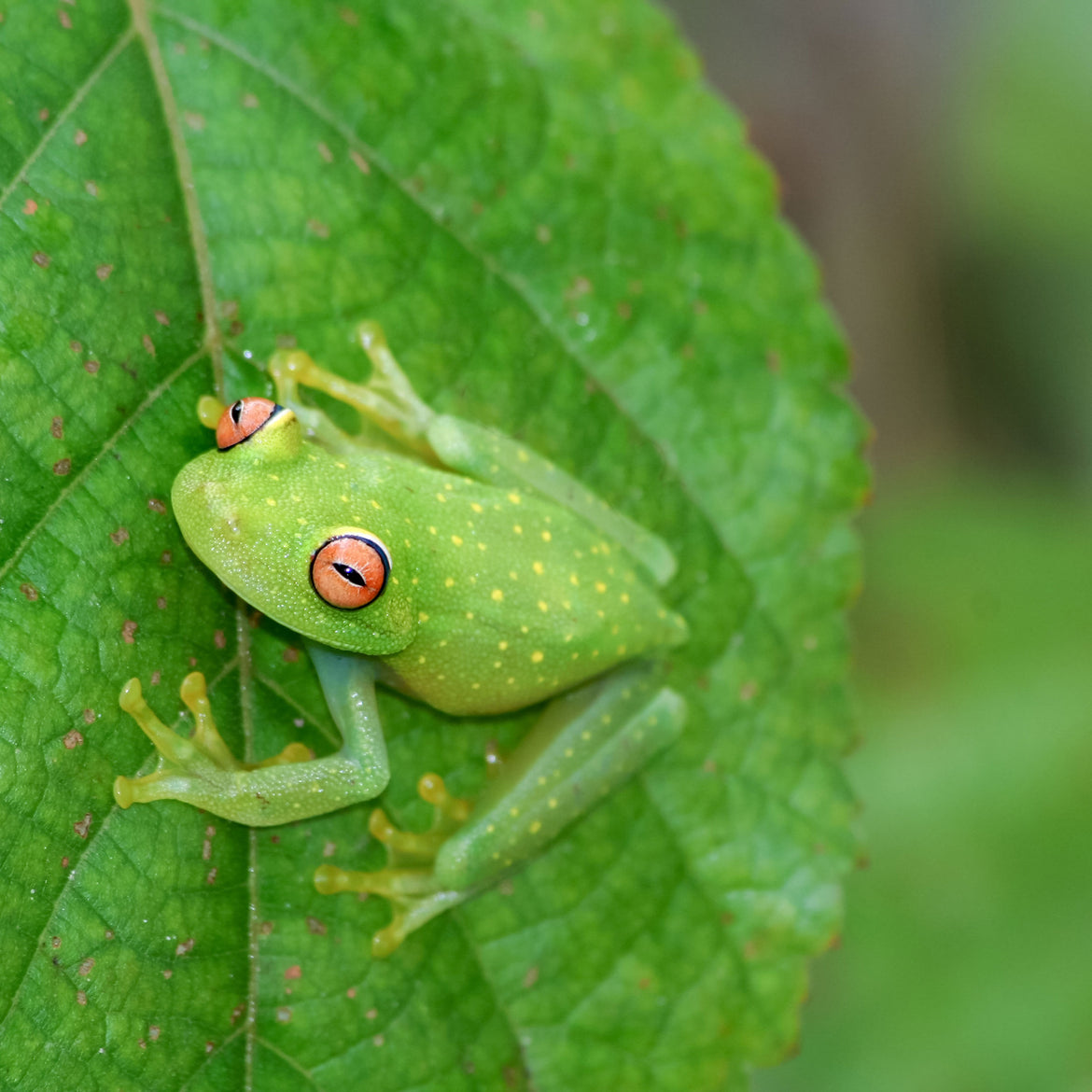 Why We’ve Fallen in Love with Frogs