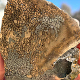 Rare Fossilised Dinosaur Bone Ring - Natural Designer Gemstone