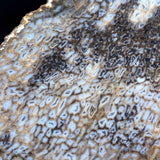 Opalized Petrified Heart Wood Necklace - Natural Designer Gemstone