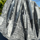 Orthoceras Fossil Gemstone Ring - Natural Designer Gemstone