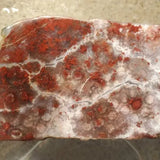 Ancient Earth :  Fossilised Coral Ring in Silver