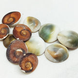 Natural Shiva Eye Shell Ring - Natural Designer Gemstone
