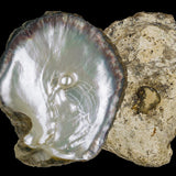 Shimmery Tahitian Black Mother of Pearl Necklace - Natural Designer Gemstone