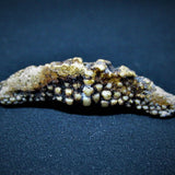 Snakeskin Wrasse Fossil Necklace - Natural Designer Gemstone